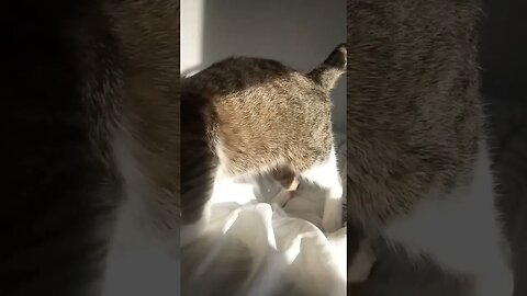 Cat Hears Food Is Ready #shorts