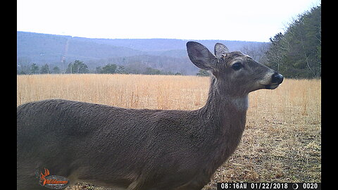 West Virginia - Natur- und Wildleben