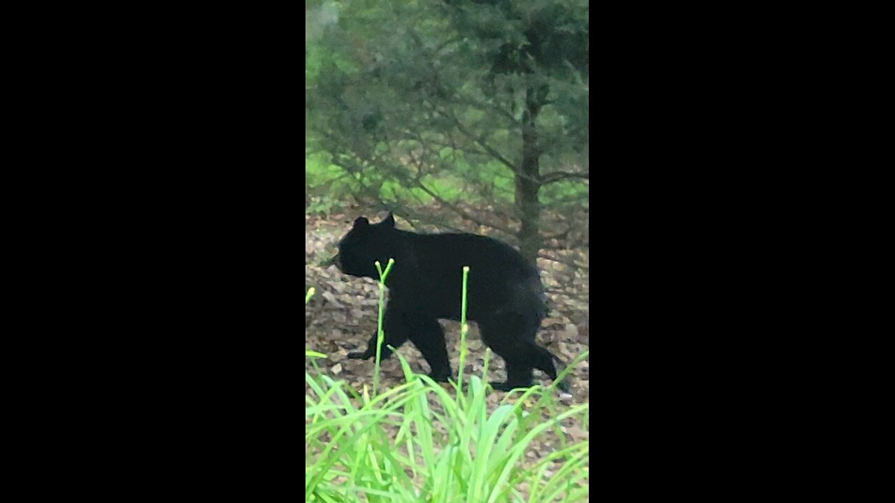 Black Bear