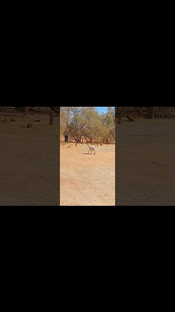 #goats subscribe for more