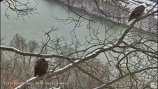 Hays Eagles Nest Juvenile Visitor 2023 01 31 1356