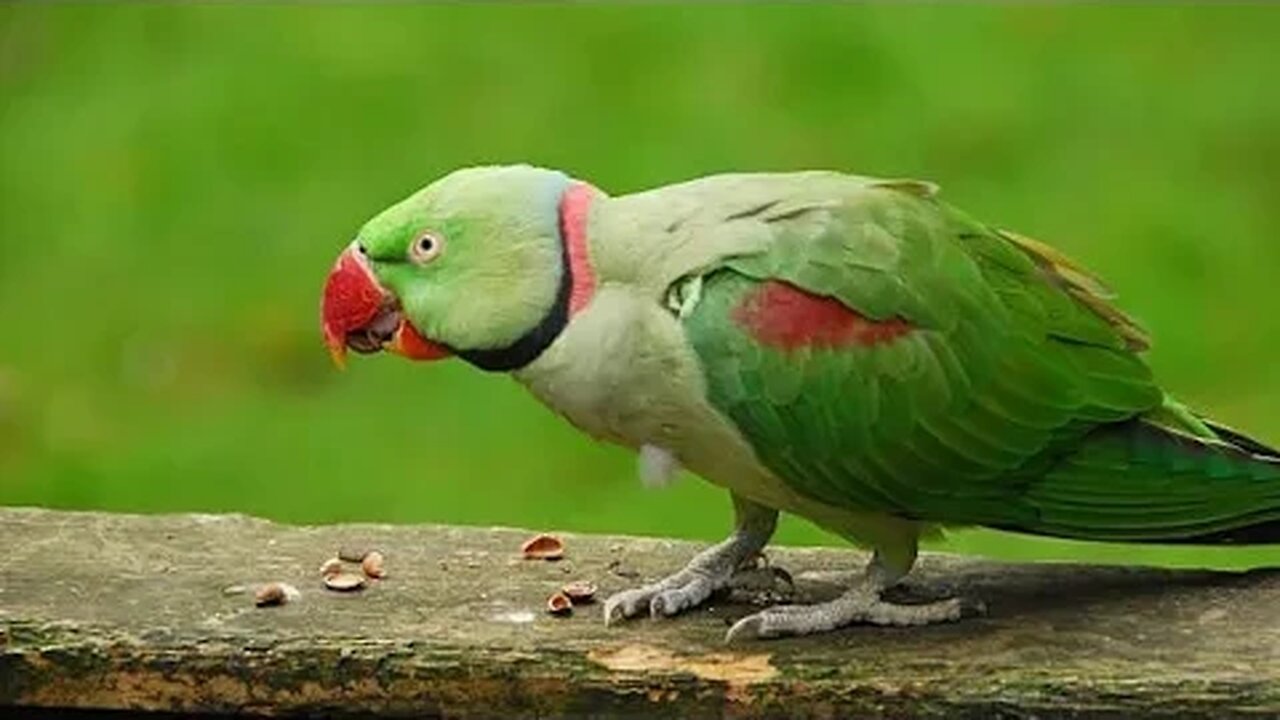 Parrot Taking