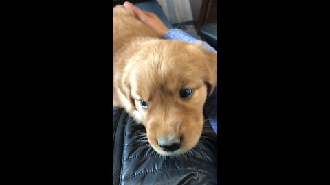 Watch What This Puppy Learned To Do!