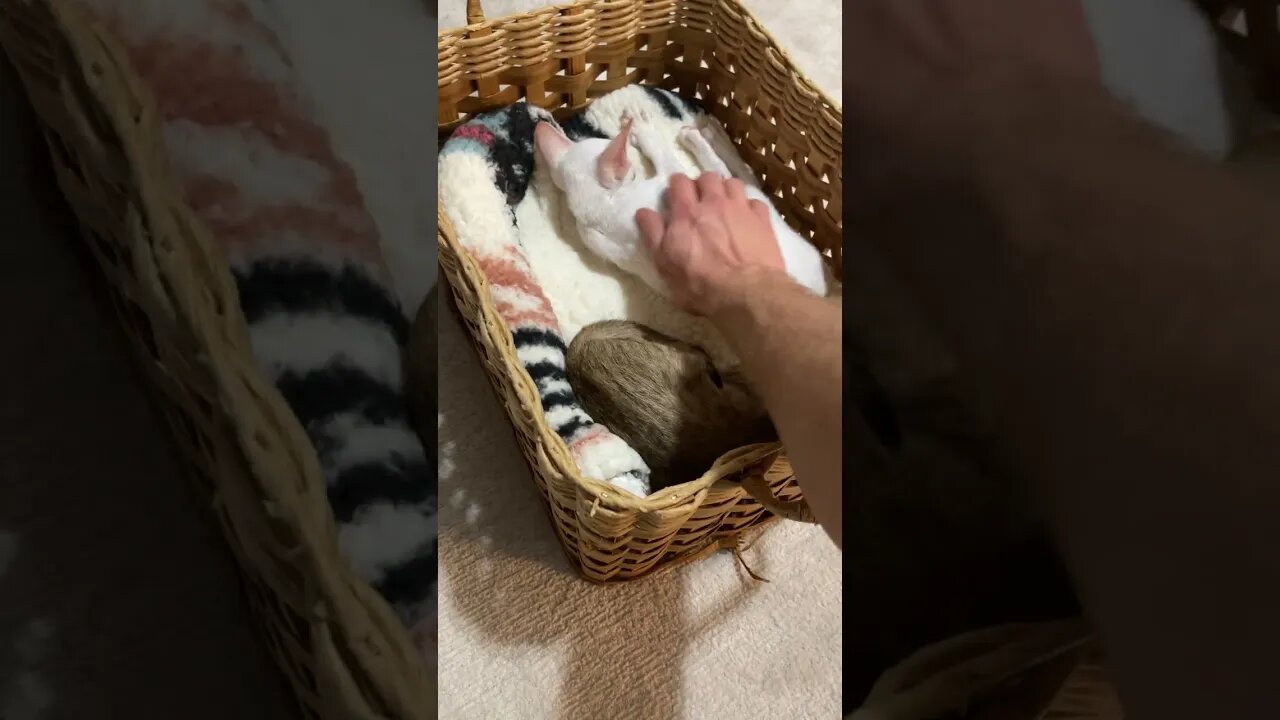 A Basket Of Very Cute Cats, Each Is Like 1000$