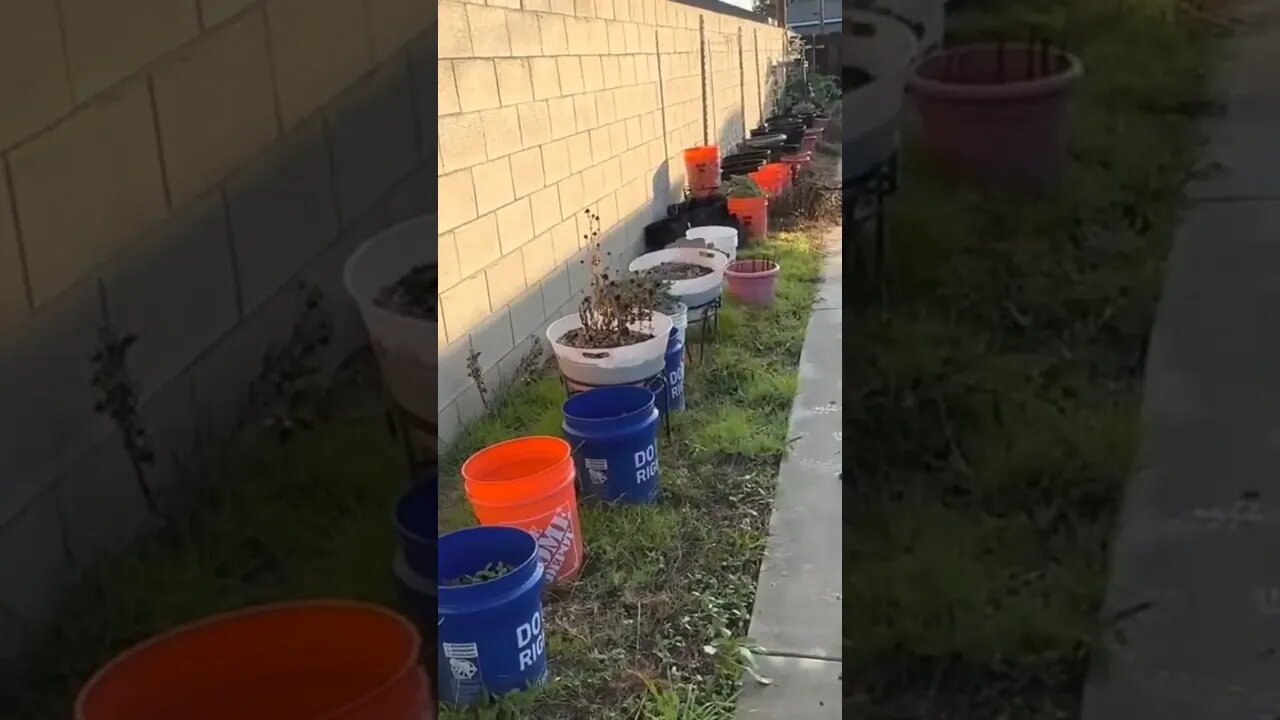 We interrupt our video...(Broccoli) 🥦 is spotted in the garden🫨