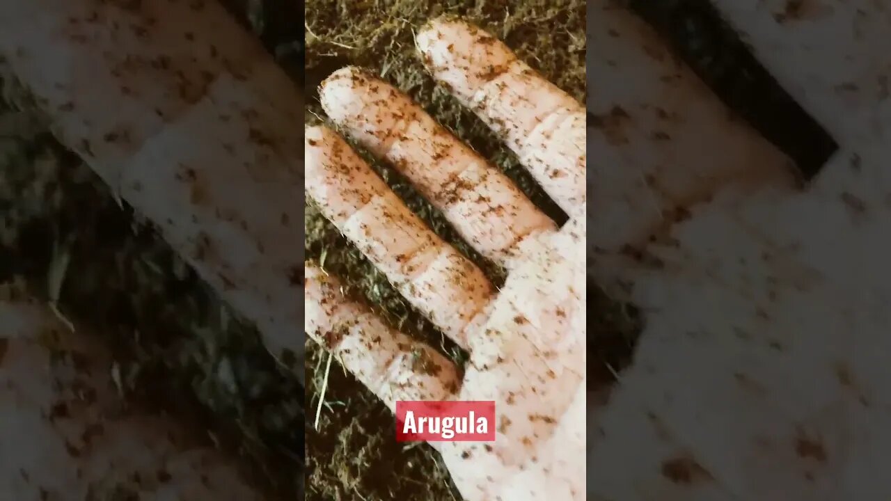 Planting Arugula seeds using coconut soil -practice growing your food before SHTF