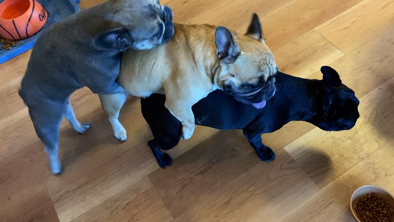 Three Frenchies Doing the Wild Thing