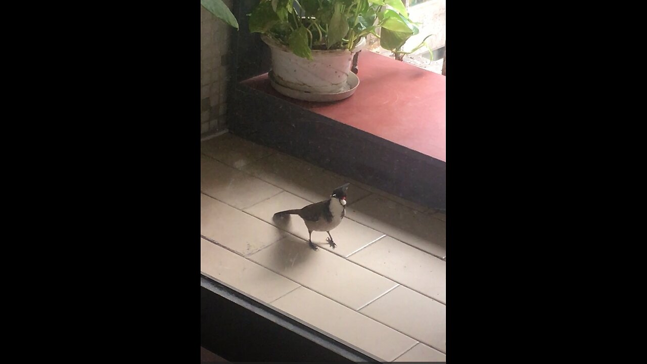 Beautiful red-whiskered bulbul #shortvideo