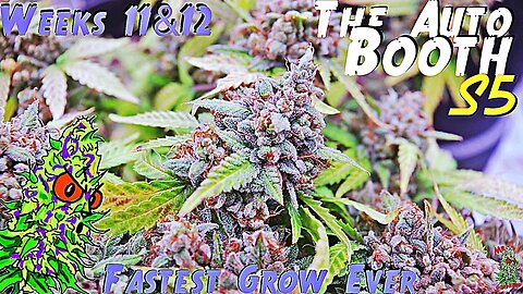 The Auto Booth S5 Ep. 8 | Weeks 13 & 14 | Fastest Grow Ever| Flower 8 & 9