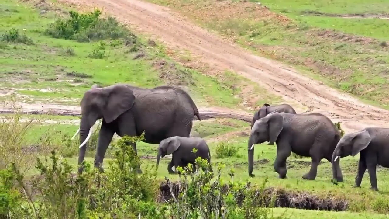 African Wildlife _South Africa_Kruger National Park-Real Sound Of Africa African Animals Video