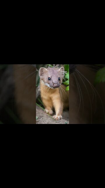 Ferrets, the Cousin of Wolverine