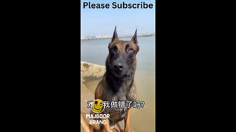 Dog funny video