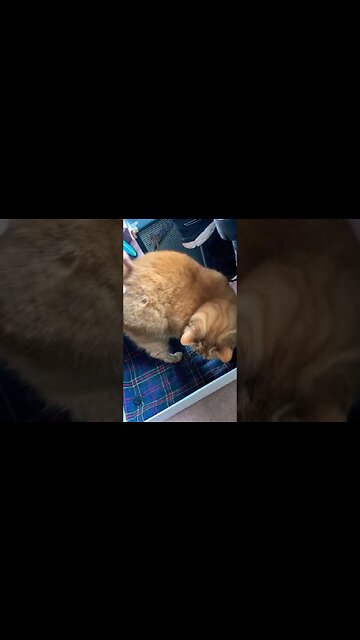 My Cat says Please Leave Me Alone 😹 #cat #catvideos