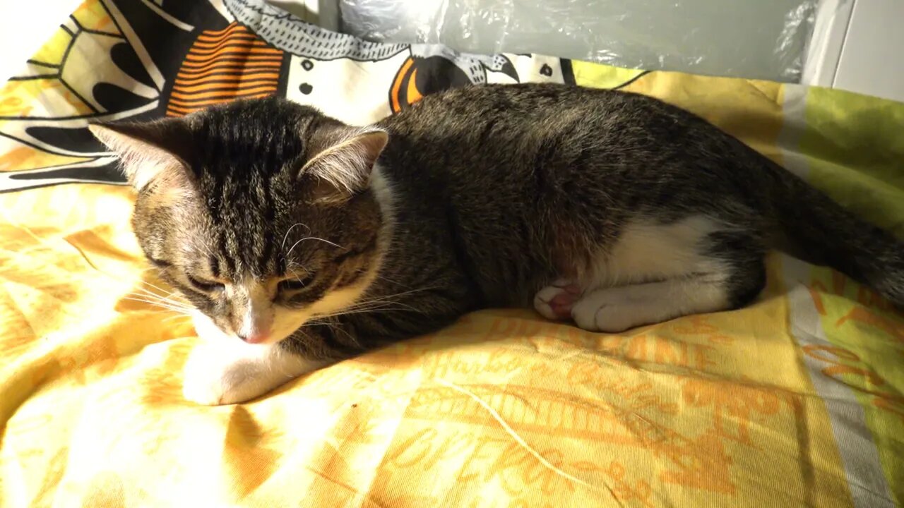 Little Cat Likes to Sit on His Pillow