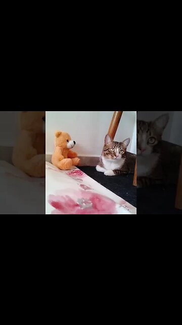 Cat Has a New Friend #shorts