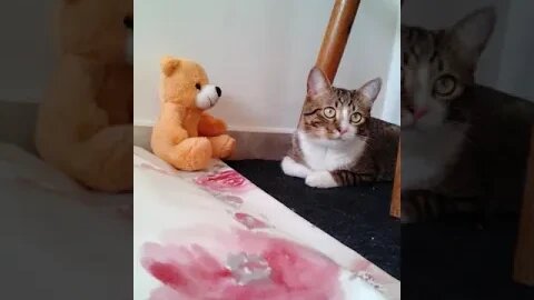 Cat Has a New Friend #shorts