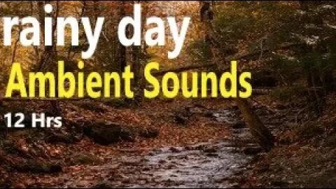 12 Hours of Wood Forest Jungle Rainy Day Ambient Sounds for Relaxation, Study & Meditation