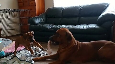 Dog Teaches Pup To Rough House Sedately Indoors