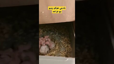 طائر البادجي مع فراخه كيوت روعة