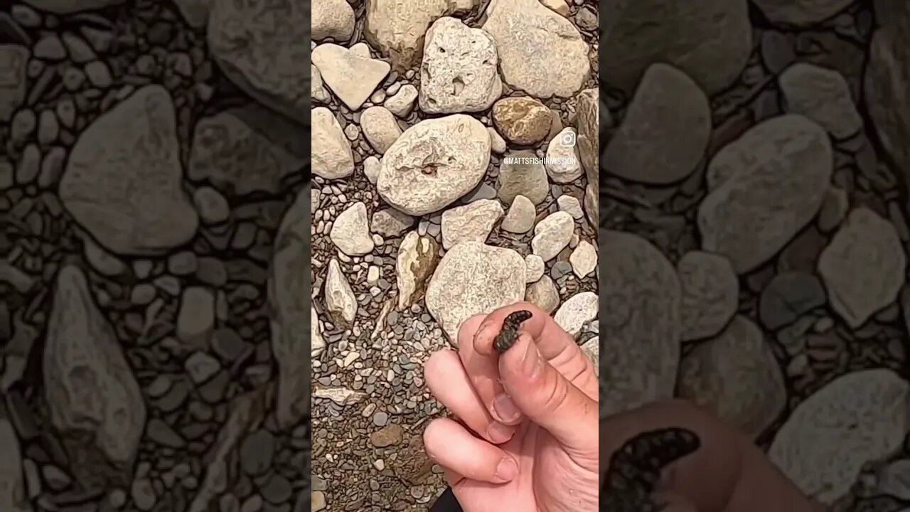 Whats under this rock????