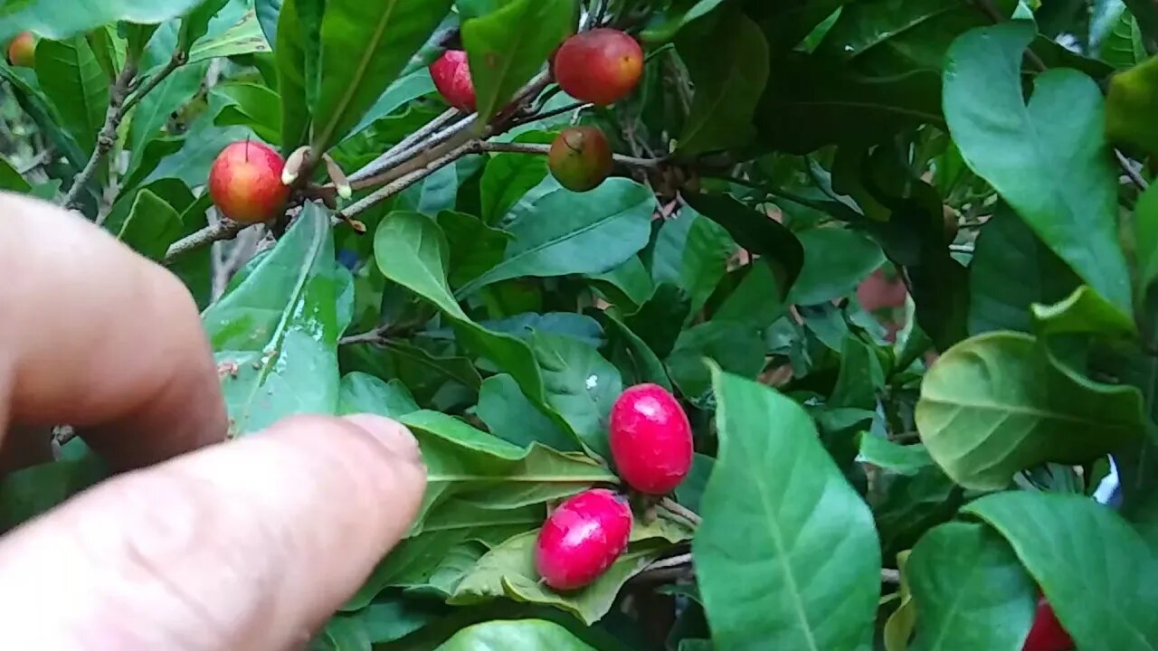 frutíferas produzindo em vaso fruta do milagre laranja imperial amora paquistanesa champanhe lima...