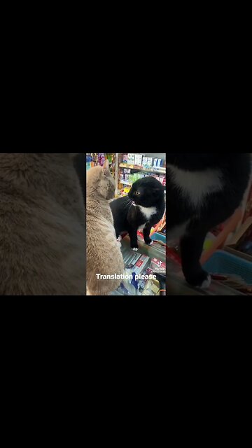 2 cats have a conversation