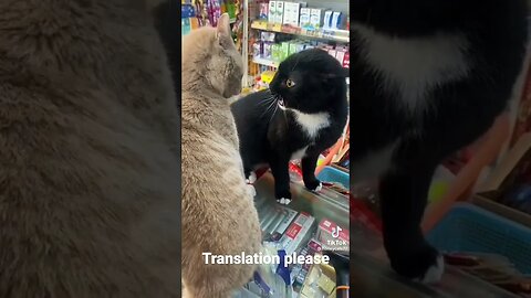 2 cats have a conversation