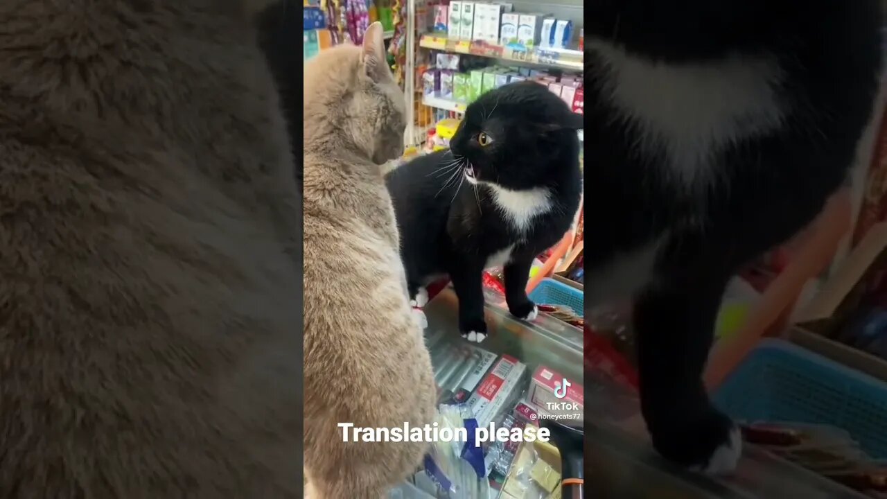 2 cats have a conversation