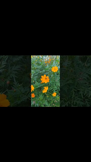 E vejo flores em você...