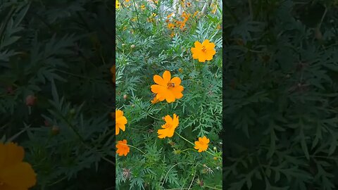 E vejo flores em você...