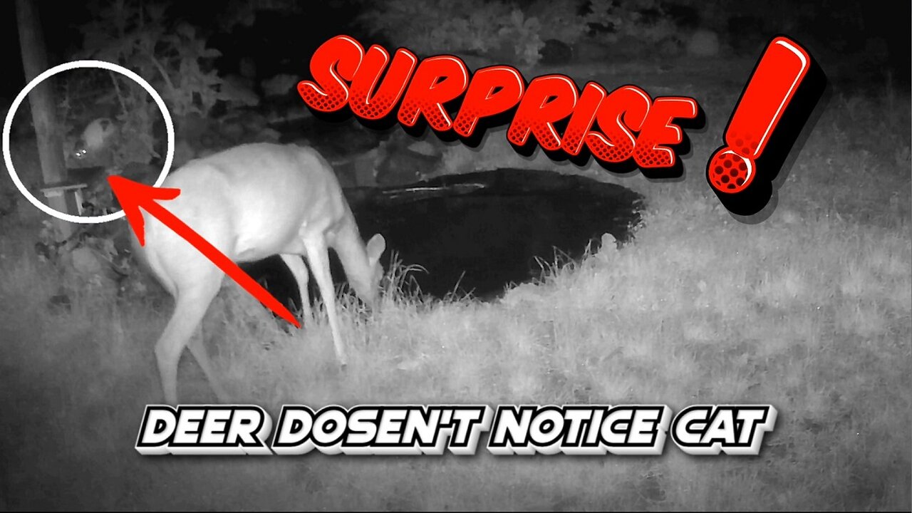 Deer gets surprised by a cat!