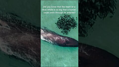 Whale Did you know?