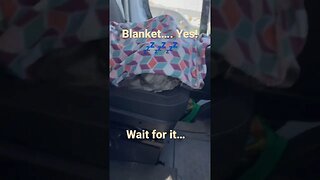 Nap time #tired #dog #funnyvideo #travel #pets #cute #vanlife