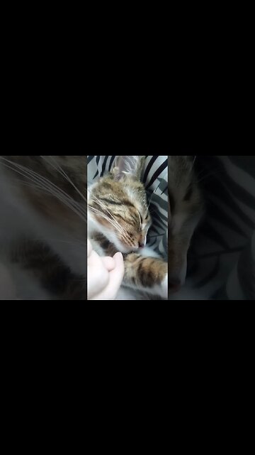 Nose Boops for Sleeping Cat #shorts