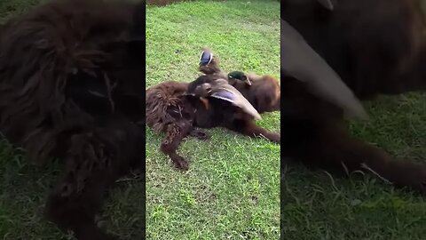 Gentle Giant Newfoundland Doggo And Duck Are Pretty Good Frens 😍