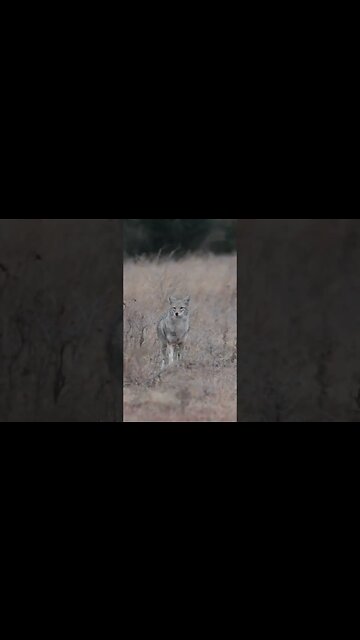 Another one bites the dust!