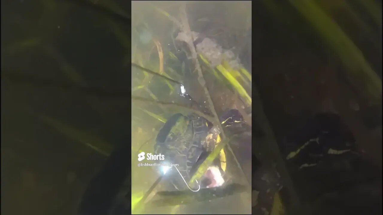 turtle tries to eat minnow