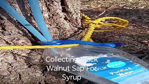 Collecting Black Walnut Sap for Syrup #blackwalnut #walnut #ozarkmountains