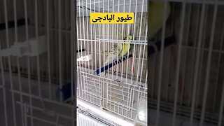 طيور البادجي هوكو رينبو روعة