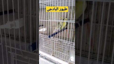 طيور البادجي هوكو رينبو روعة