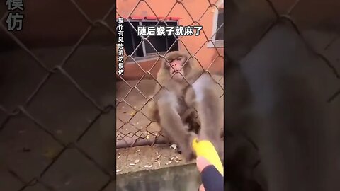 猴哥，你悠着点#搞笑 #沙雕 #迷惑行为大赏