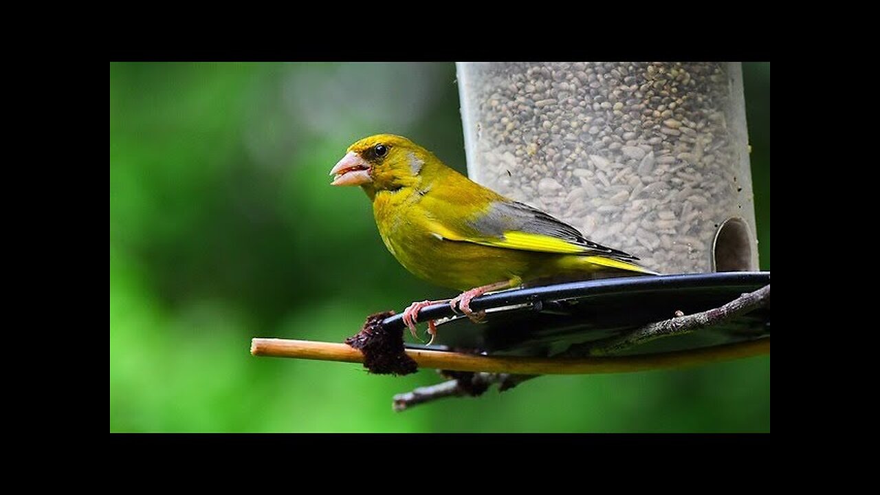 Greenfinch feeding frenzy in a garden full of amazing birds