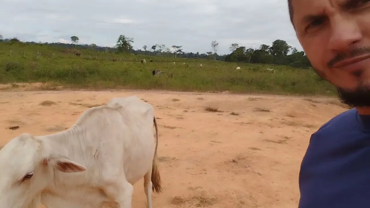 How to feed cows 🐄