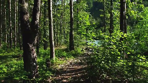 walking through forest path by river in alaska SBV 300129033 HD