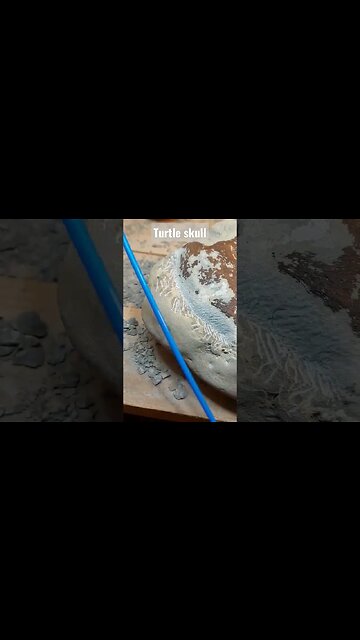 Fossil turtle skull prep progress 🐢 #fossil #rare #geology