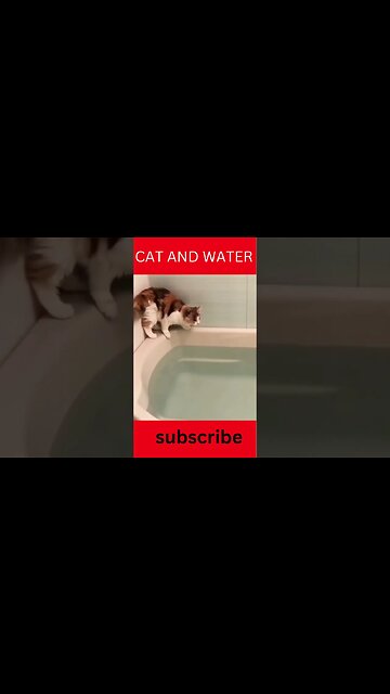 "Feline Fun in the Water"#shorts