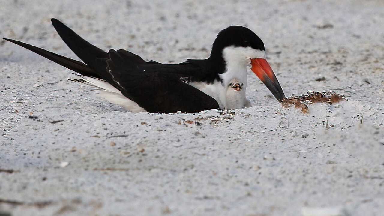 A Little Skimmer