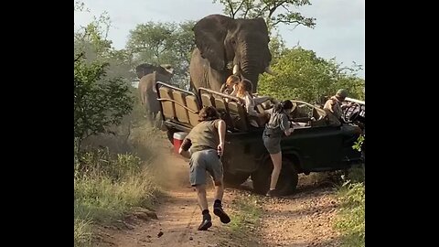 Unforgettable Safari Adventures: Jaw-Dropping Moments Filmed in Africa