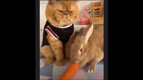 A cat and a rabbit cute video