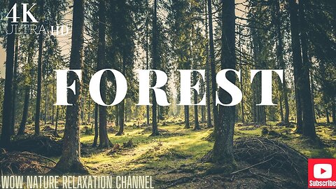 Ghost In The Forest